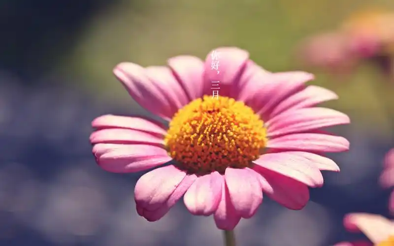 绿色小清新壁纸简约文字