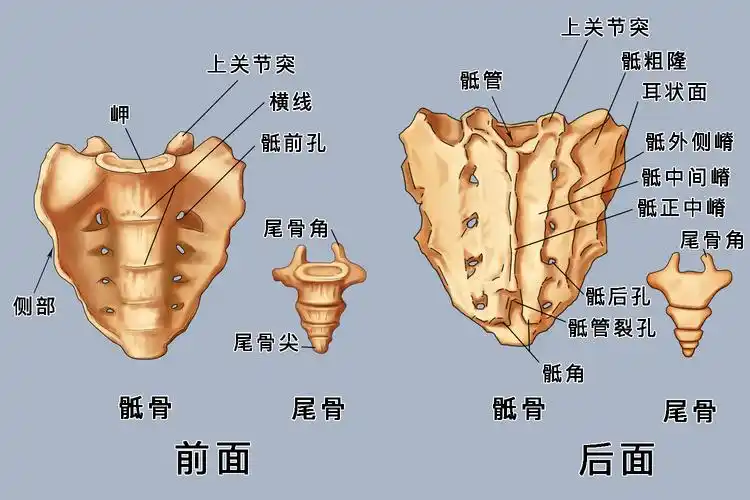 骶骨和尾骨结构图