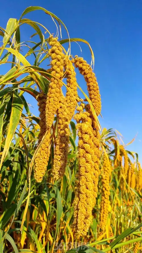 老旧二手房值得购买吗