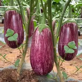 泰国金丝茄竹丝茄早茄子克米特茄子种子 紫茄 圆茄长茄线茄 茄果