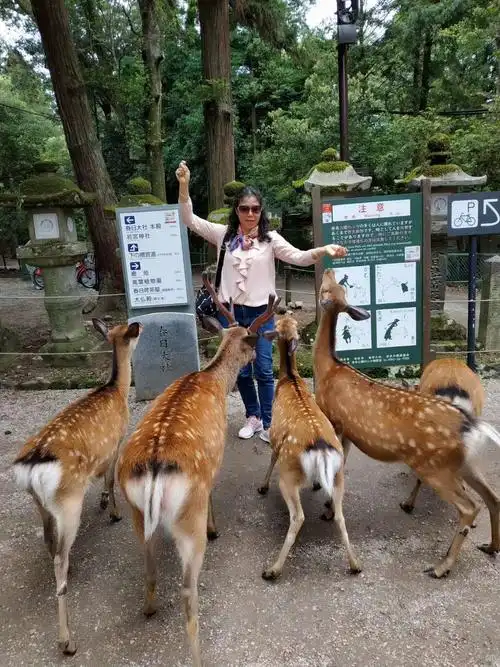 园里散养的梅花鹿与人亲密接触