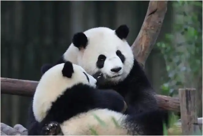 咱家国宝就是这么任性|雄性|大熊猫_新浪新闻