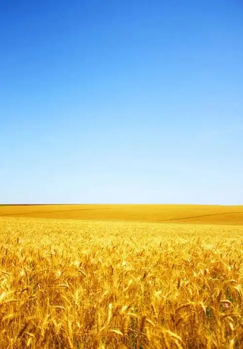 旷野金色麦田风景高清图片