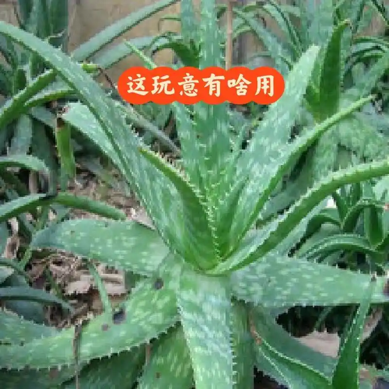 龙爪菊功效体验记 今天是我用吃龙爪菊来治疗牙龈肿痛的第三天,还不错