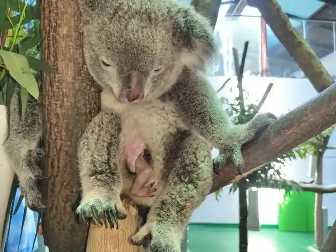 考拉宝宝开始不安分的从茉莉的育儿袋中