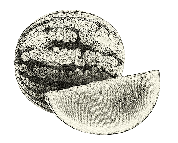 手绘线稿素描西瓜