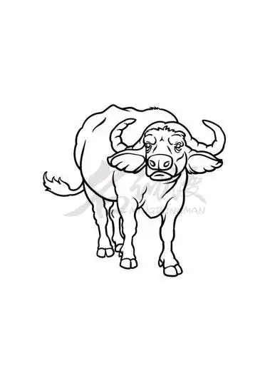 初学者也能学会的水牛画法