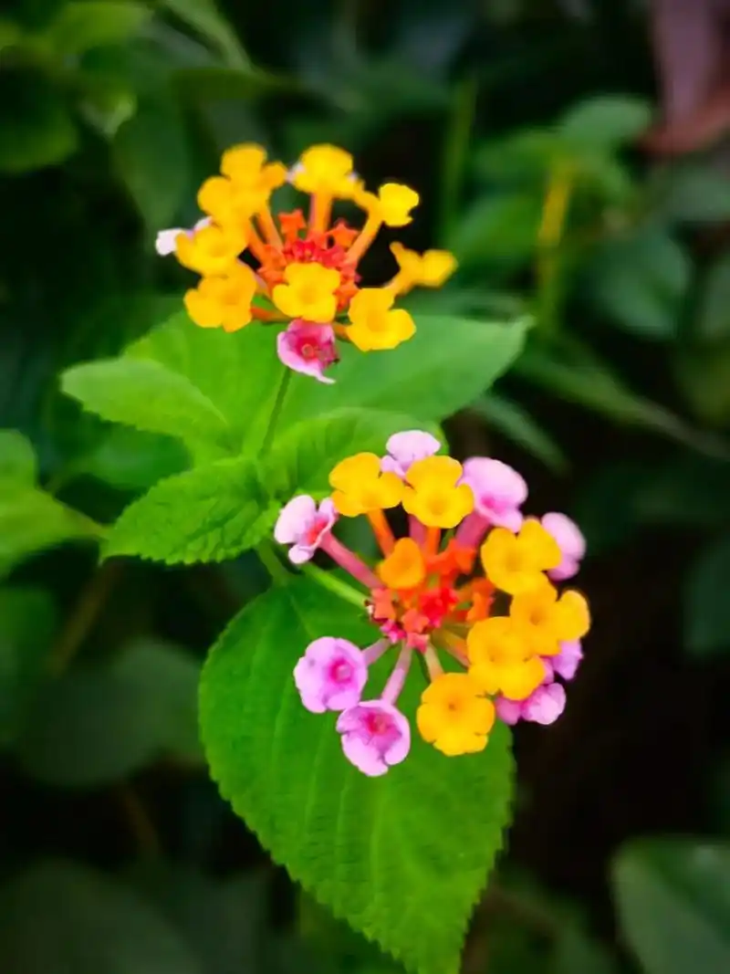 那些花儿#五彩花开#马缨丹,别名:五色梅,五彩花.马缨丹属 - 抖音