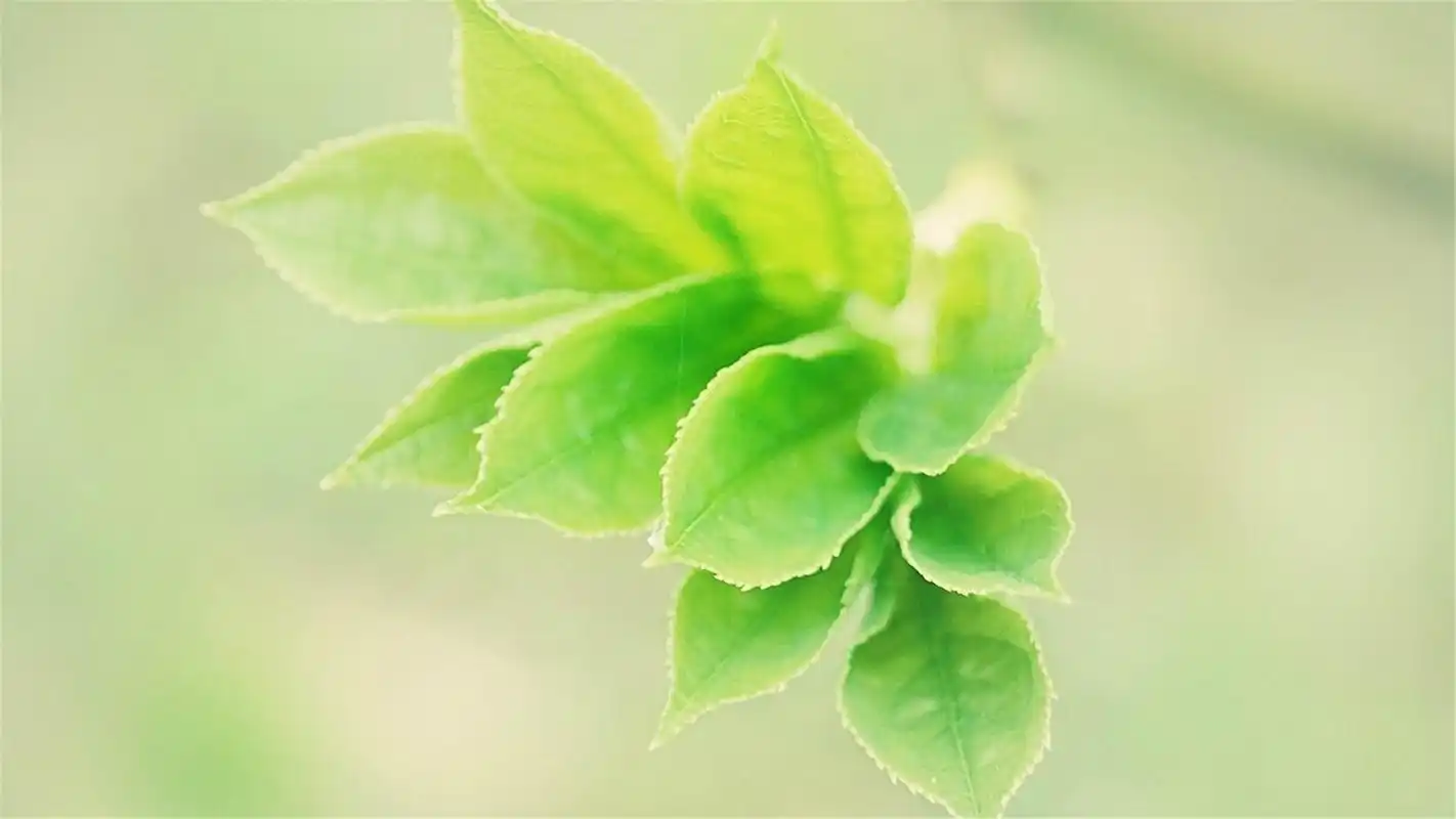 绿色自然风景护眼壁纸