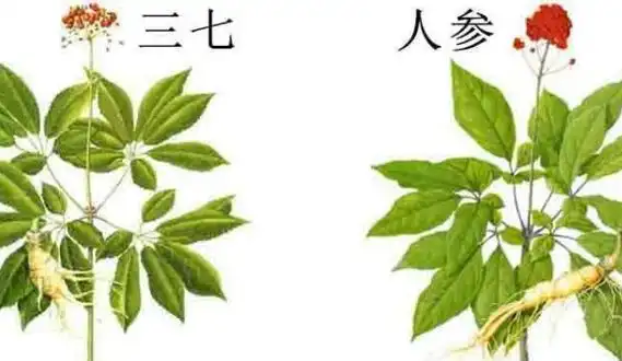 三七和人参能一起吃吗可以一起吃吃前先咨询医生