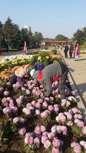 北陵公园国庆花展