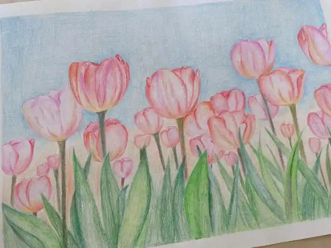 简单易上手73材料:纸 彩铅步骤:16615用铅笔画出郁金香的外形2