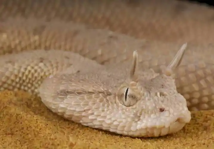 原创沙漠角蝰彩虹盾尾蛇蜘蛛尾毒蛇世界上最奇怪的9种蛇类