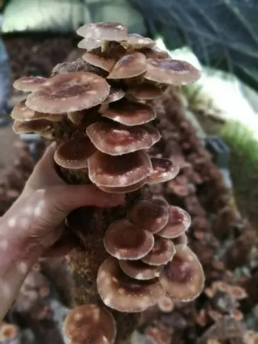 马桑菌别名:马鞍子,水马桑,千年红,紫桑,野马桑,红马桑,醉鱼儿,闹鱼儿