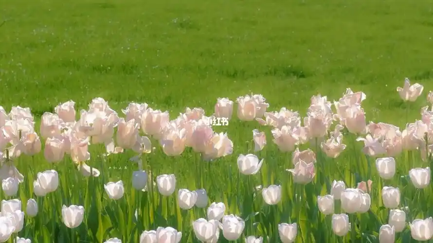 电脑壁纸唯美高清