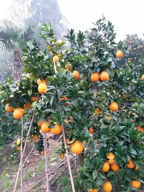 帮帮这个七旬老人吧!别让数万斤橙子烂在地里
