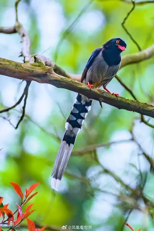 小火车深呼吸庐山四月天#  庐山网红小火车07,不是一般的网09红