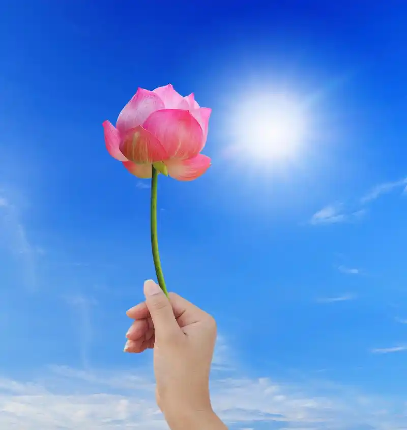 手拿粉红色莲花,手拿粉红色莲花