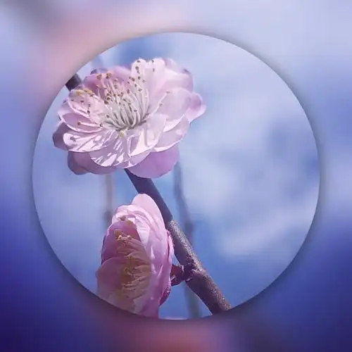 【首发】宫粉梅