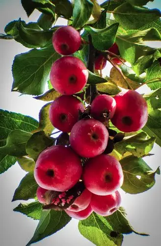 百年的海棠树结出丰硕果实