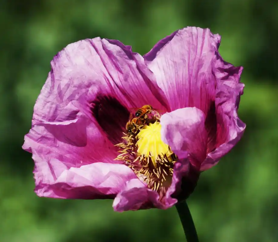 九月动态激励计划#   大烟花  大烟花,学名罂粟花,又名鸦片花,英雄花