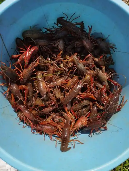 五一最后一天假期咱也来钓龙虾晚上大餐