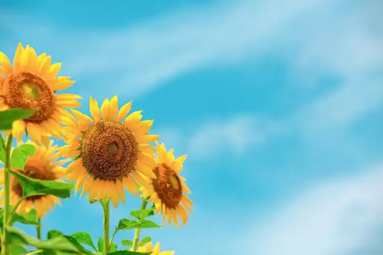 向日葵壁纸正能量