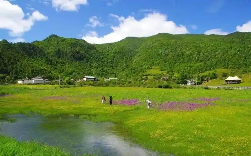 夏日,丽江文海美如画_草甸_牛羊_游人