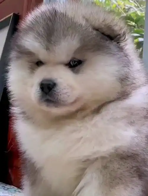 胖嘟嘟的小可爱!