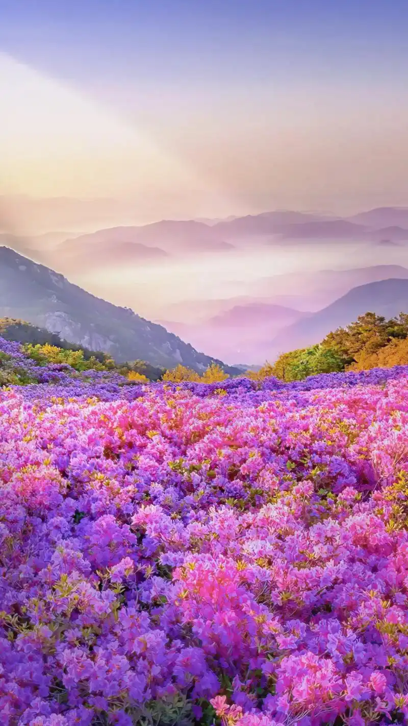 大数据板会骗人刷到这条视频的人都会走运,##手机壁纸 #花海 - 抖音