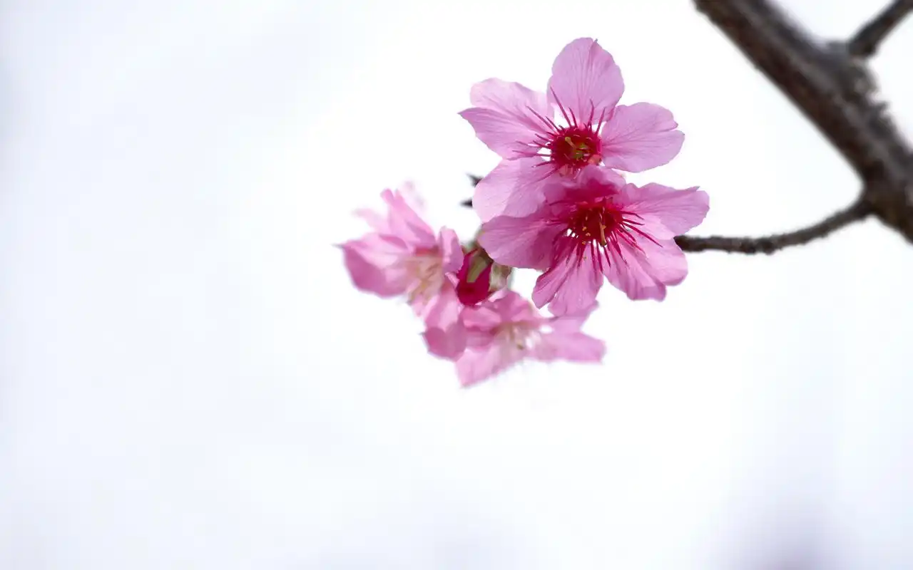 梅花唯美微距摄影高清图片桌面壁纸