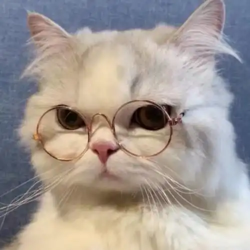 小猫咪头像呆萌图片大全可爱