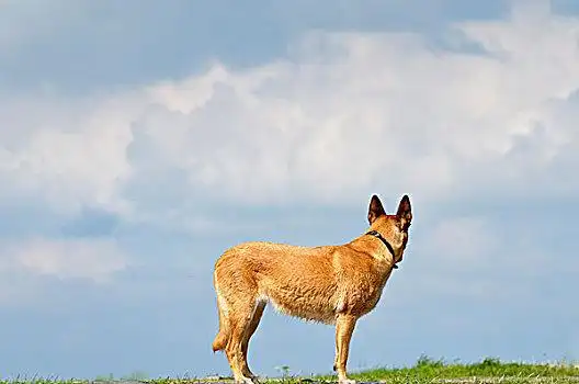 国家公园的道路上游荡野生花豹在国家公园的道路上游荡小动物,站立猪