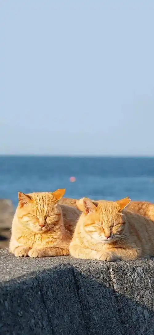 壁纸 桌面 690_1496 竖版 竖屏 手机