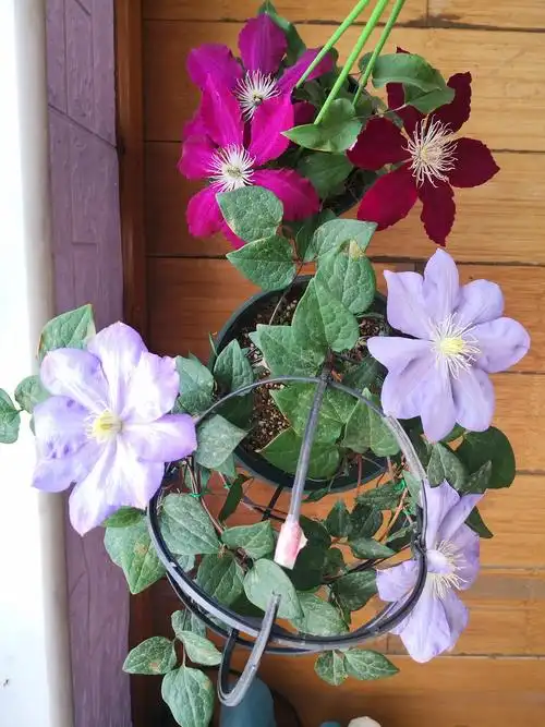 铁线莲(蓝色风暴)逆袭