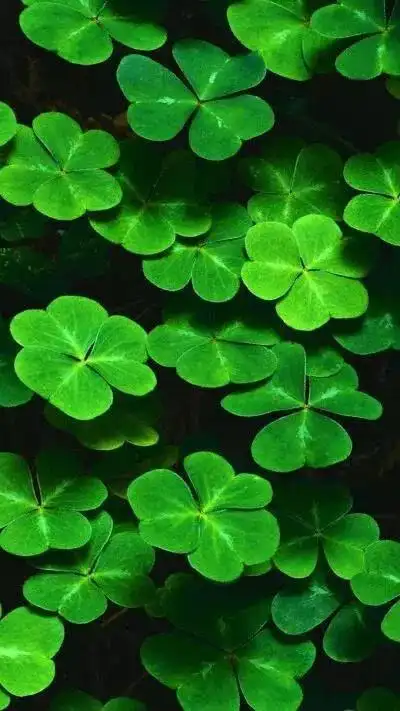 壁纸推荐绿色护眼绿意盎然清新唯美高清无水印