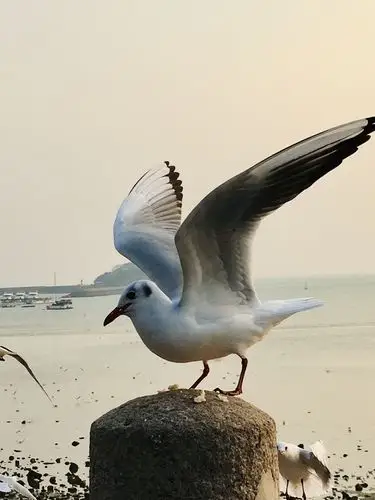 青岛冬日美丽的海鸥 - 美篇