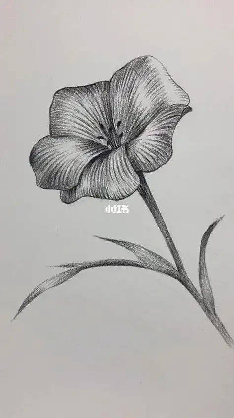 花的素描画图片大全花的素描画图片大全手绘