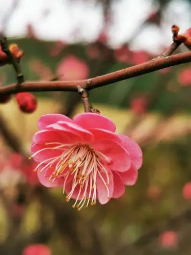 说南朝宋武帝刘裕的女儿寿阳公主,一日卧于含章殿檐下,一朵梅花落于