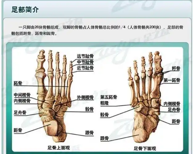 包邮加强型拇外翻矫正器夜用大脚骨矫正器正品 拇指外翻矫正器