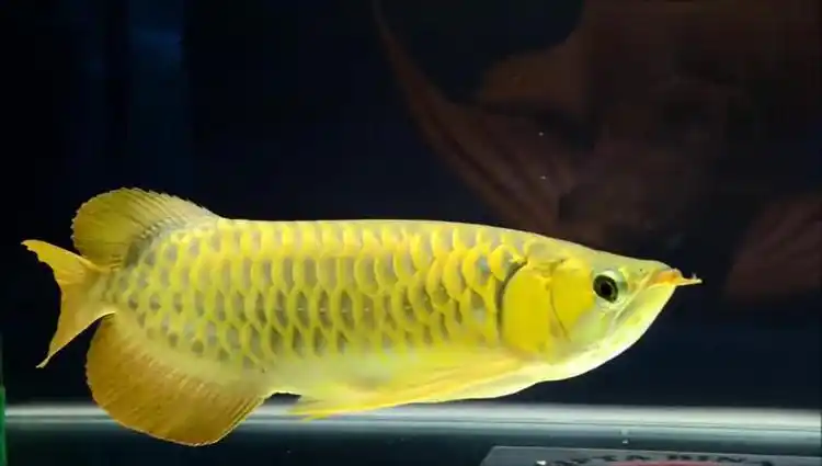 看着这国产级别的金色大龙鱼,仅此一条,感觉满满的自豪感!