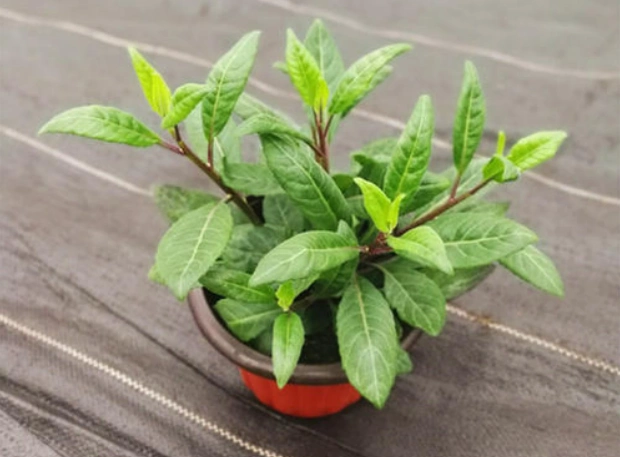 人称"神奇救命草",价值珍贵,引进我国不久,需求很大