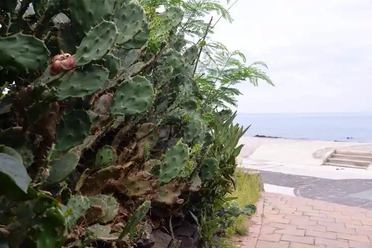 阳光,沙滩,海浪,仙人掌,就是没有老船长 望安屿