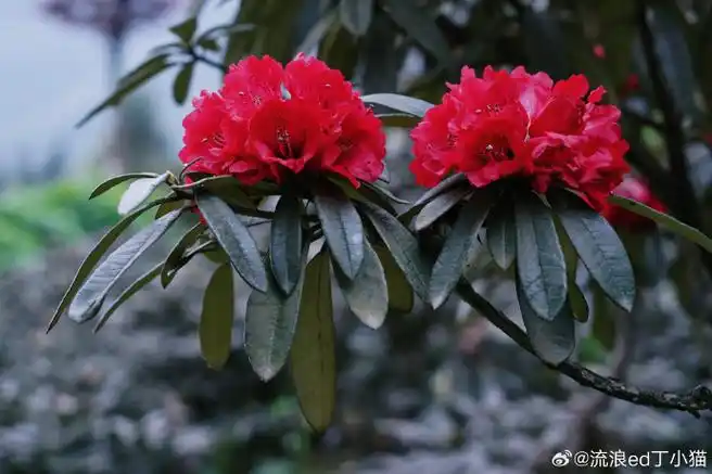 5小时的汶川无忧花谷,有一片杜鹃花园.目前院子里的迷人杜鹃,马