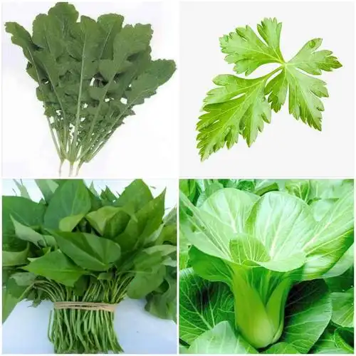 有趣的蔬菜叶宝宝