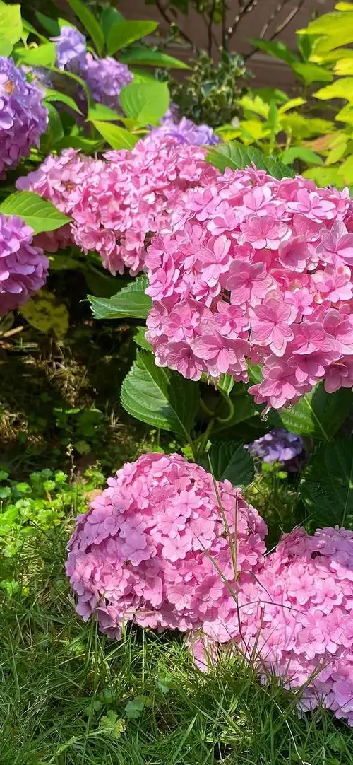 壁纸分享,我最喜欢的绣球花