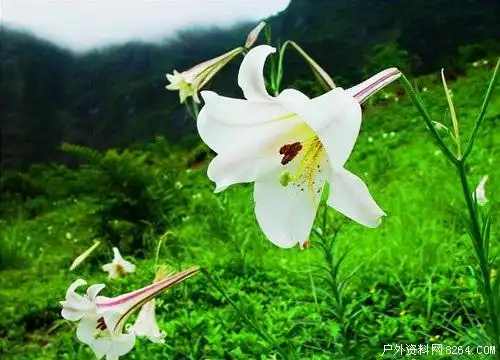 野外要认识的六种救命稻草(图文)