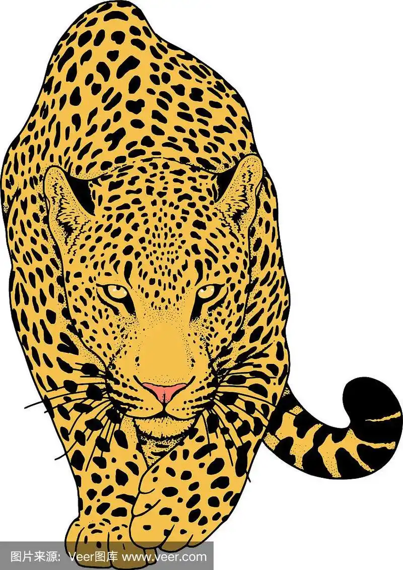 豹图形动物