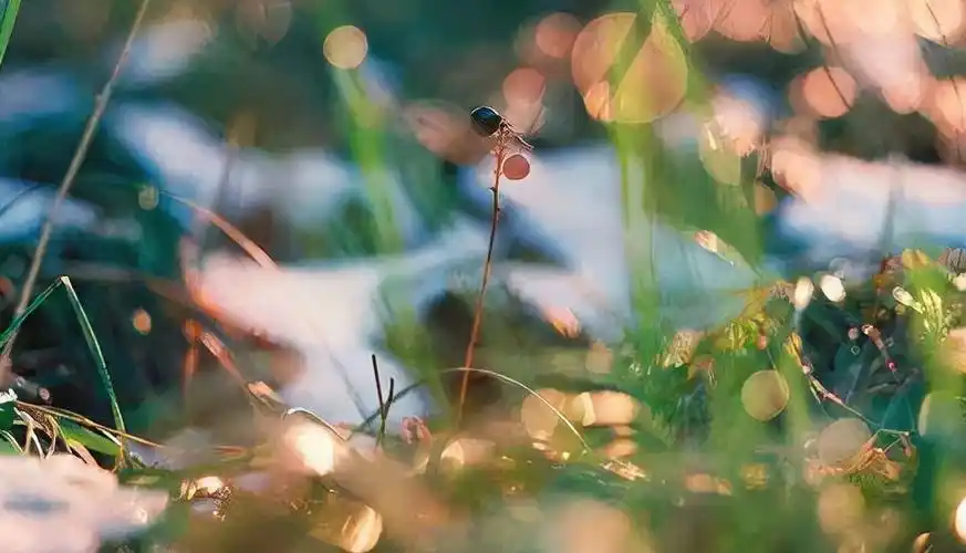 我们越来越爱回忆了,十二首忆旧的诗词,怀念曾经的美好