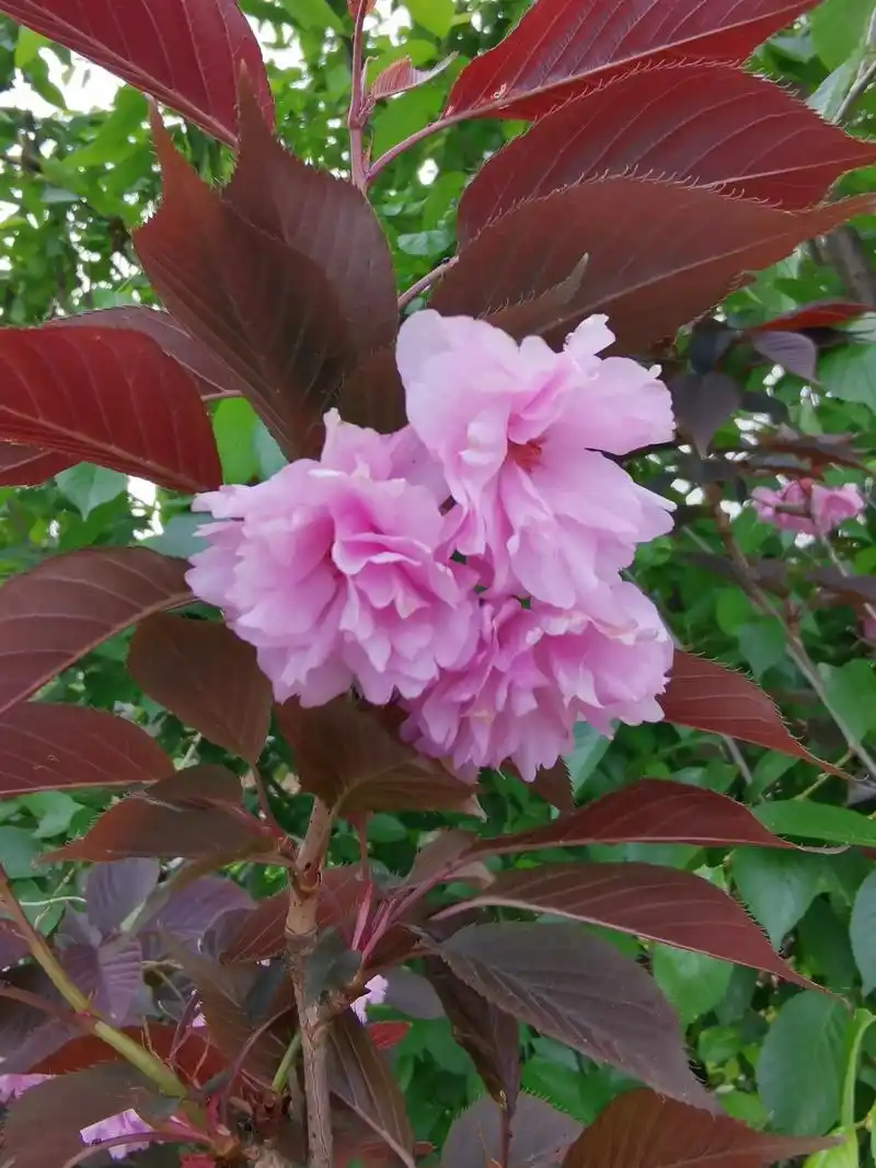 #樱花#山樱花#红叶樱花#樱花园林绿化.#樱花树图片大全大图 - 抖音